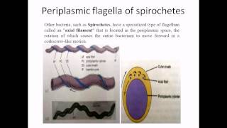 Periplasmic flagella [upl. by Nyloc]