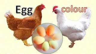 Egg colour white brown speckled blue  what makes the difference [upl. by Bronnie]