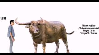 bovids size comparison extant and extinct prehistoric vs living extinct [upl. by Keifer]