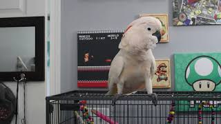 Heavy Metal Cockatoo Dancing Headbanging  Funny Cockatoo [upl. by Khalin]