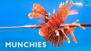 Hunting amp Eating The Venomous Lionfish [upl. by Hose]