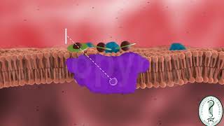 METABOLISMO DEL HIERRO [upl. by Vinni760]