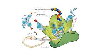 Proteínas  BIOQUÍMICA Estructuras proteicas y aminoácidos [upl. by Annoynek]