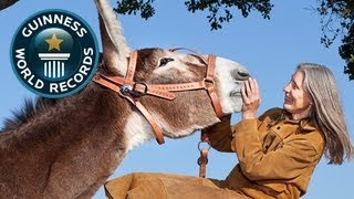 Worlds Tallest Donkey  Guinness World Records  Guinness World Records [upl. by Atteloj]