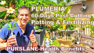 PLUMERIA 60Days PostCutting amp Potting amp Fertilizing Tips  PURSLANEHealth Benefits [upl. by Ardisi]