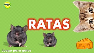 Videos para gatos  Raton gris [upl. by Ahsekin]