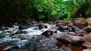 Healing Nature Sounds River amp Brook for Deep Sleep [upl. by Immaj]