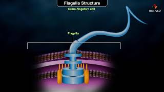 Flagellar structure  Grampositive and Gramnegative cells [upl. by Sanderson]