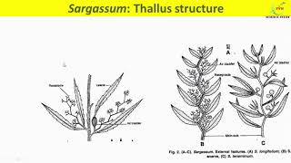 Sargassum Thallus StructureExternal morphology of SargassumInternal structureAnatomy of Sargassum [upl. by Abehshtab]