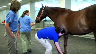 Equine Hospital Tour at the University of Tennessee Veterinary Medical Center [upl. by Okimuy]