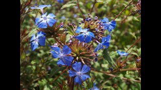 COURS DE TAILLE CERATOSTIGMA WILLMOTTIANUM [upl. by Duer87]