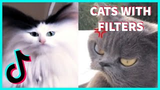 FUNNY CATS WITH TIKTOK AND SNAPCHAT FILTERS COMPILATION [upl. by Montgomery588]