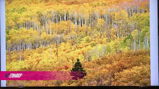 Tree Facts Quaking Aspen [upl. by Ztnaj397]