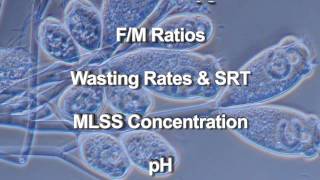 Wastewater Microbiology [upl. by Yornoc]