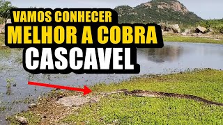 ALGUMAS CURIOSIDADES SOBRE A COBRA CASCAVEL [upl. by Jueta950]