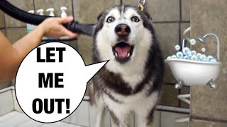 Grooming My Husky Goes Wrong SHE SCREAMS 😱🤣 [upl. by Eirbua]