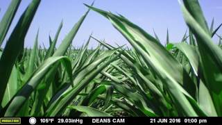 An entire corn growing season in 1 minute [upl. by Annavas]