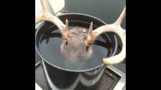 Deer Head Skull Mount  DIY European Style [upl. by Aztilem531]