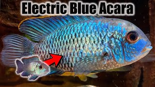 Electric Blue Acara  Growth Rate amp Evolution [upl. by Eluj34]