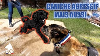 CANICHE AGRESSIF MAIS AUSSI [upl. by Ainezey]