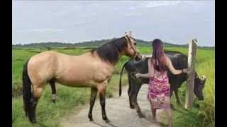 My sister training care her lovely horse in beginner 2021 [upl. by Ellinger]