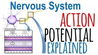 Action potential explained [upl. by Yenolem]