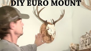 How to make a European mount in a day [upl. by Ecyob]