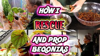 How To Propagate Begonias Part 1  Simple Method [upl. by Ardnwahsal]