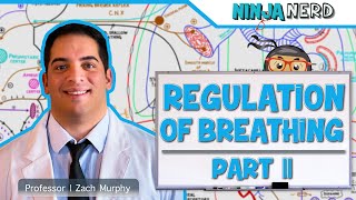 Respiratory  Regulation of Breathing Central amp Peripheral Chemoreceptors Part 2 [upl. by Annabella778]