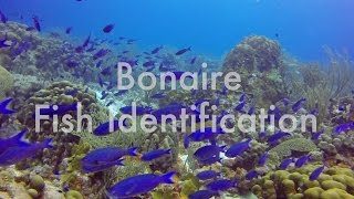 Bonaire Fish Identification [upl. by Ydnil576]