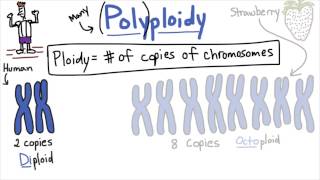 Polyploidy  Tales from the Genome [upl. by Allin]