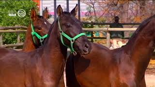 Caballos de pura raza española de la Yeguada Real Tesoro de Jerez [upl. by Benjy]