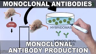 Monoclonal Antibodies and its Production [upl. by Haggerty656]