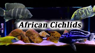 All About African Cichlids  What Type Should You Buy [upl. by Redyr]