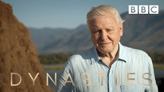 Dynasties Official Trailer 2  New David Attenborough Series  BBC Earth [upl. by Dedie191]