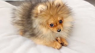 1 HOUR OF POMERANIANS PLAYING  POMERANIAN PUPPY COMPILATION VIDEO [upl. by Yhtnomit]