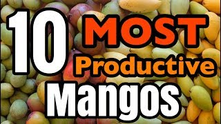 The 10 MOST Productive Mangos [upl. by Adore]