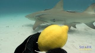 Lemon Sharks  SHARK ACADEMY [upl. by Howland]