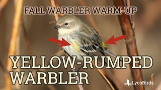 Yellowrumped Warbler Myrtle Identification  Fall Warbler Warmup [upl. by Happ]