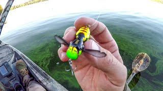 Stinging Bass With A Wasp Lure [upl. by Jemy]