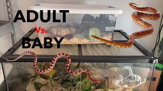 Adult Vs Baby Corn Snake Care [upl. by Notnilk]