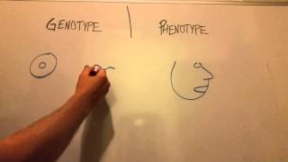 Genotype Vs Phenotype [upl. by Landan]