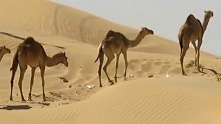 Camels in Fujairah Desert  UAE [upl. by Nedrud703]