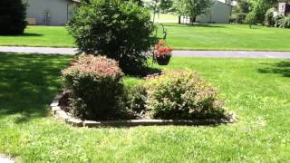 How to trim Barberry and Yew bushes [upl. by Beaufort]