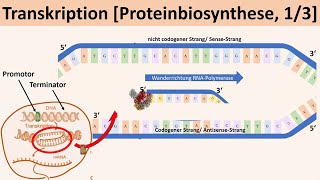 Transkription Proteinbiosynthese 13  Biologie Genetik Oberstufe [upl. by Ahmad]