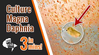 How to culture DAPHNIA MAGNA  The easy way [upl. by Flanna]