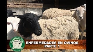 Enfermedades en ovinos parte 1 [upl. by Oakley]