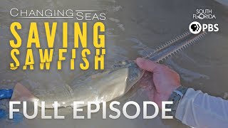 Saving Sawfish  Full Episode [upl. by Kaden621]