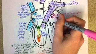 Heart Structure and Circulation [upl. by Ben]