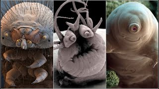 Incredible Electron Microscope Images [upl. by Terej556]